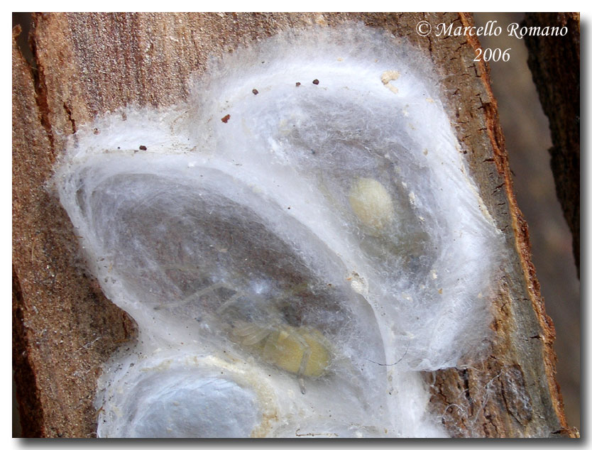 Anche i ragni d''inverno stanno vicini(Cheiracanthium mildei)